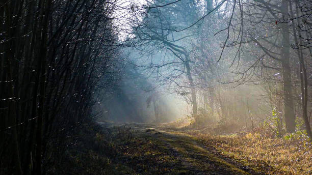 istock Sunlight shinning through mist in winter woodland 2187425108