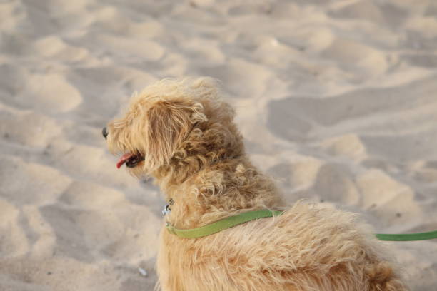 Dog with curly and beige hair watching the sea.