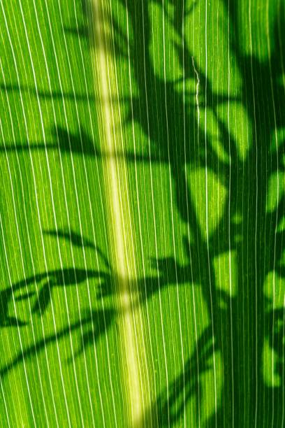 Close-up of a vibrant green leaf with intricate shadows and sunlight, showcasing natural patterns and textures.