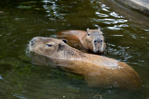 istock Capybaras swimming in a pond 2187426215
