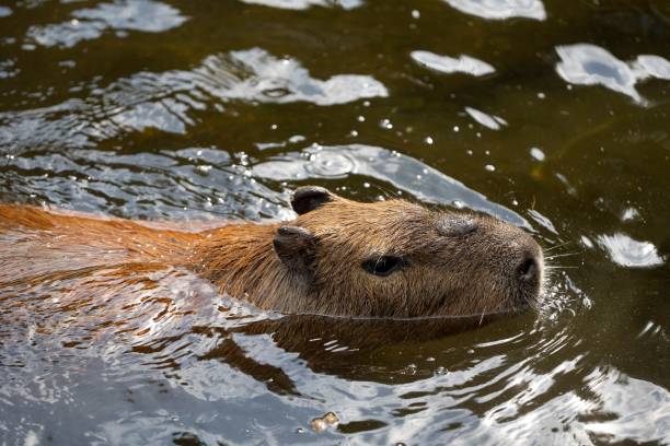 istock Capybara swimming in a pond. 2187426262
