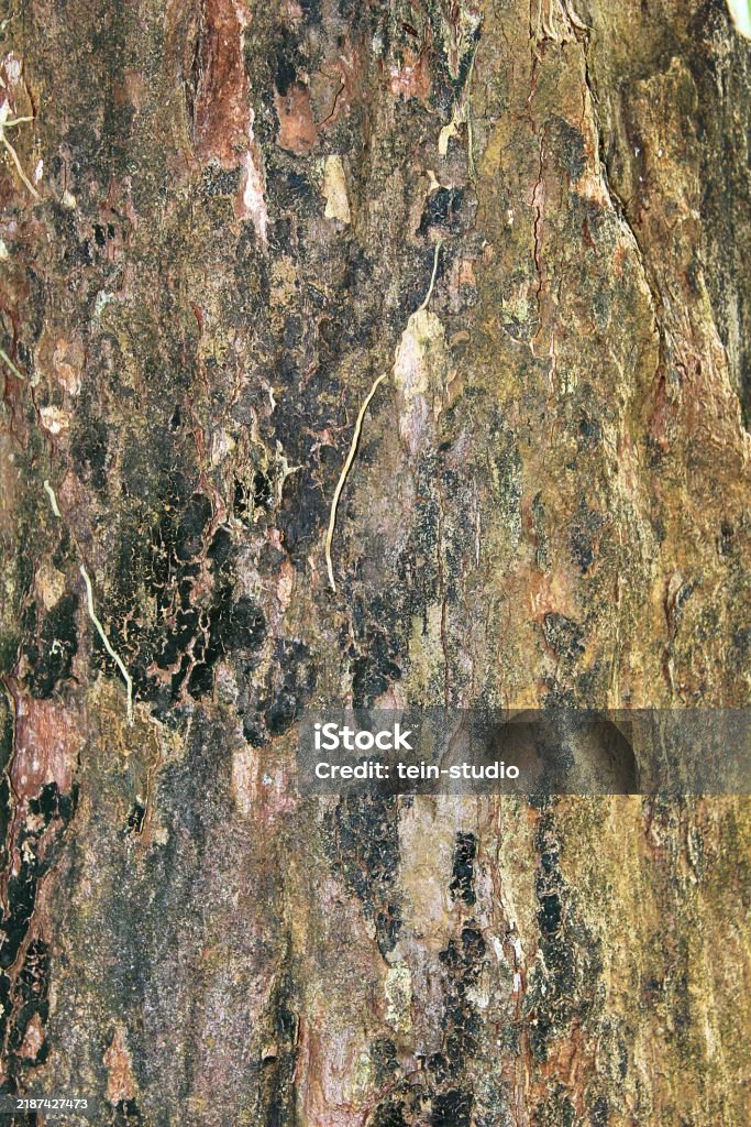Tree Texture Smooth Natural Tree Wood Texture With Fine Grains Stock Photo - Download Image ...