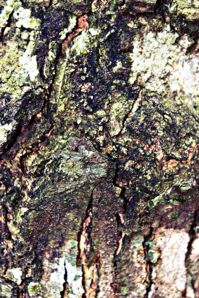istock Natural tree wood texture with fine grains. 2187427686