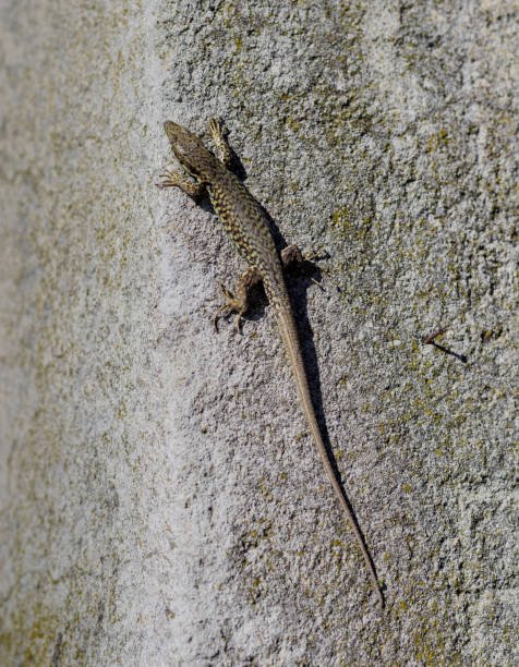 Wall lizard (Podarcis muralis, family: Lacertidae), also known as European wall lizard