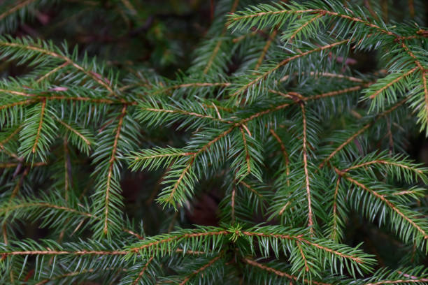 istock Close up view of fir tree branch needles in deep forest. 2187429597
