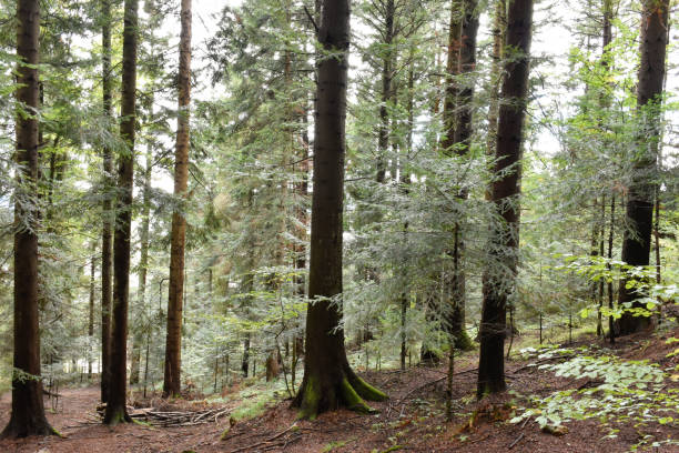istock Soft light behind large pine trees with mossy roots, autumn foliage, small fir trees. 2187429670