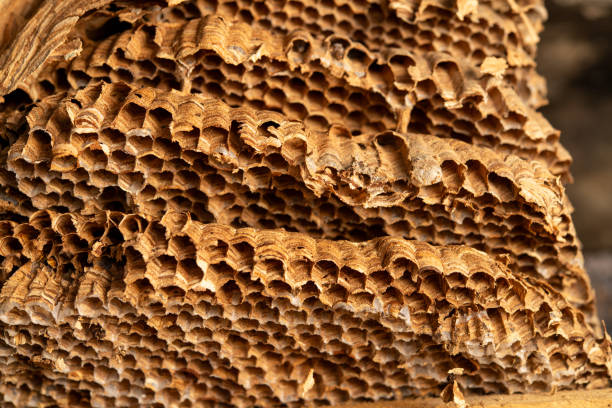Explore the fascinating details of a hornet's nest, showcasing its intricate structure, unique textures, and ecological significance. Ideal for natural history enthusiasts and insect studies.