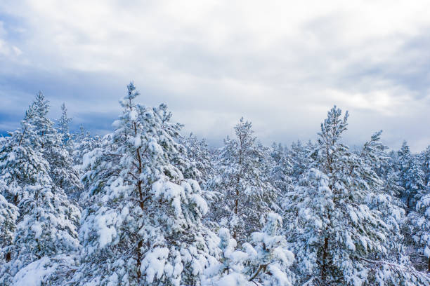 A dense forest of snow-laden pine trees under an overcast sky, creating a muted yet serene winter atmosphere. The thick snow blankets the trees, showcasing the beauty of the season from an elevated perspective.
