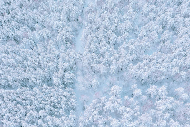 istock Aerial View of Dense Pine Forest with Snow-Covered Canopy Displaying Winter Serenity. 2187430564