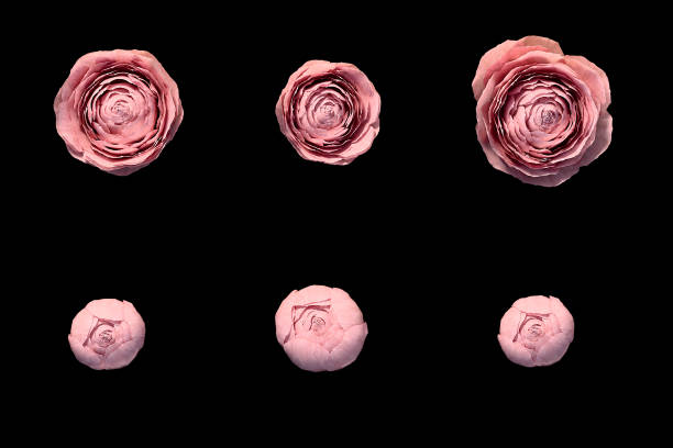 A set of peony flowers on black background