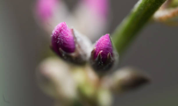 istock Purple Hardenbergia Flower Bud 2187433564
