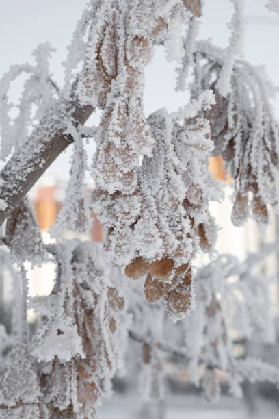 istock Frost-Covered Seed Pods on Winter Branch 2187434747