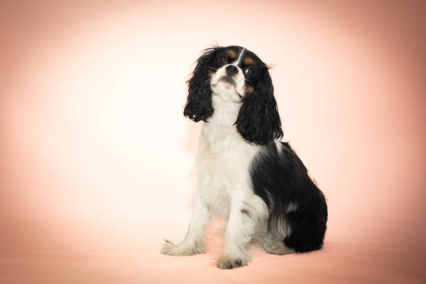 istock Elegant Cavalier King Charles Spaniel on Soft Pink Background 2187436490