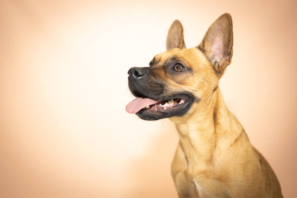 istock Charming French Bulldog on a Soft Beige Background 2187436514