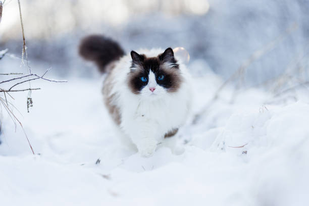 A blue-eyed ragdoll cat running through a snowy winter landscape, heading toward the viewer. Soft fur contrasts with the white snow, with copy space around.