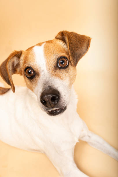 istock Close-up of a cute Jack Russell dog on a plain studio background 2187437356