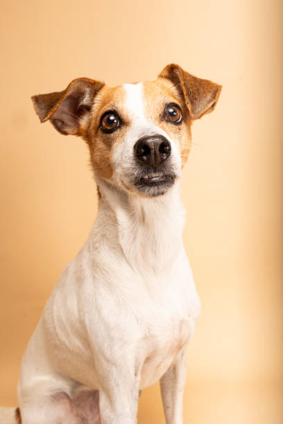 istock Portrait of a cute Jack Russell dog on a plain studio background 2187437357