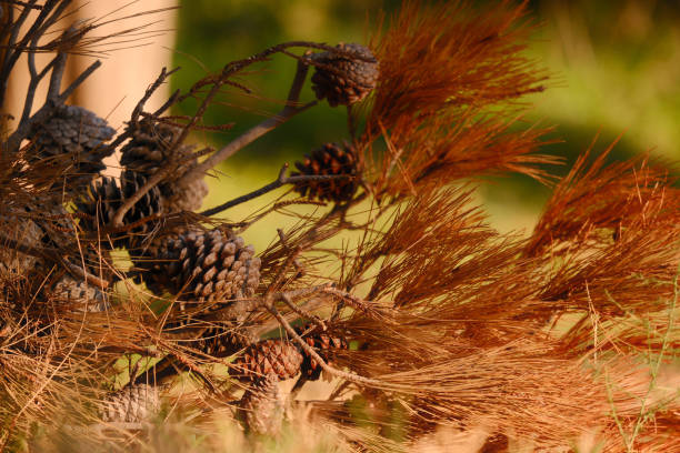 A branch with pine cones and yellowed needles lies on the ground in the forest in the sunlight