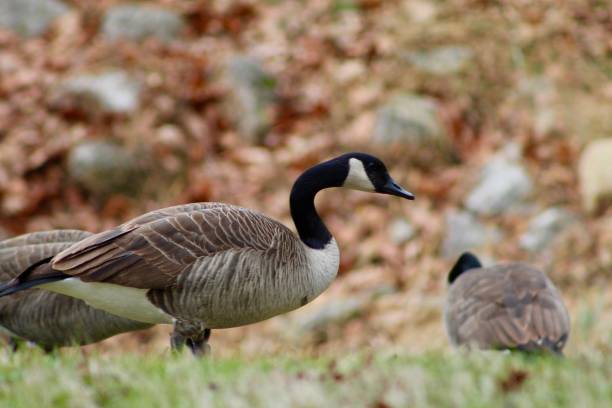 istock Goose and Friends 2187439845