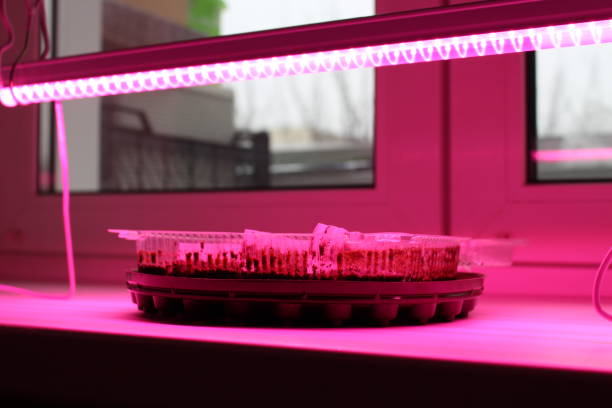 istock Indoor gardening. Growing seedlings under a full spectrum grow light 2187444290