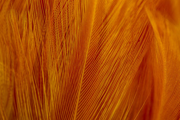 istock Macro brown feather background,brown feathers. background or texture,orange feather pigeon macro photo. texture or background 2187445909