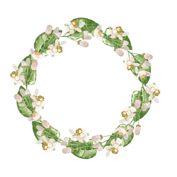 istock Delicate orange fruit white flowers and shiny leafs, watercolor wreath isolated on white. 2187446618