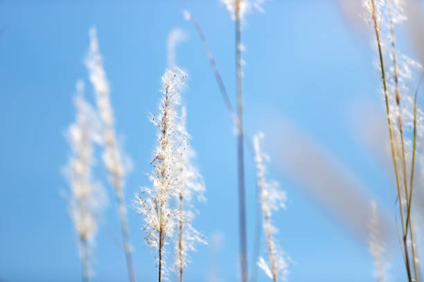 istock Delicate White Grass Blades Against a Clear Blue Sky Background 2187446790