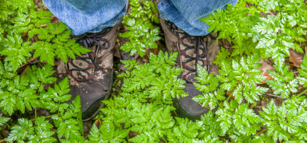 istock Trekker shoes on ground covered by ferns 2187448007
