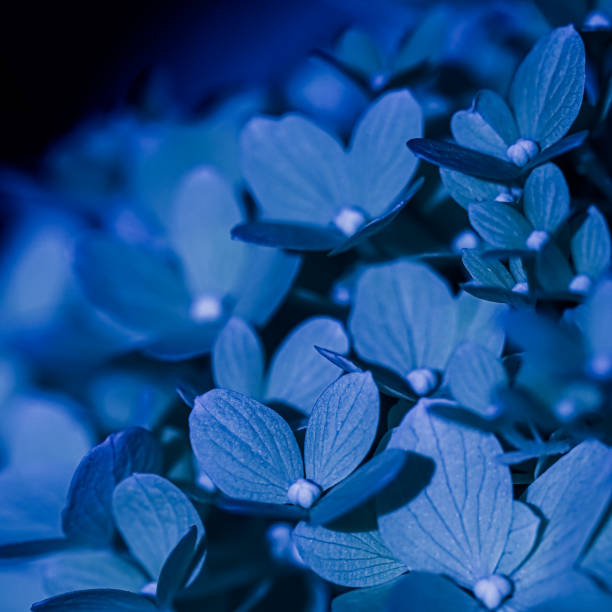 istock Background of dark blue petals of Hydrangea or Hydrangea. Soft focus 2187448199