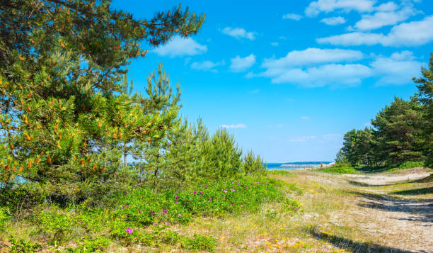 Overgrown dunes on а beach along the Baltic Sea. Valkla, Estonia