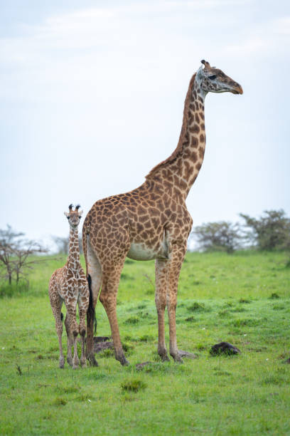 istock Masai giraffe and calf stand watching camera 2187450463