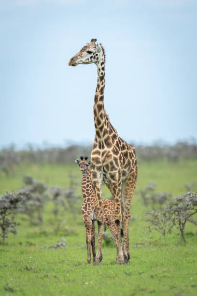 istock Masai giraffe stands with calf among thornbushes 2187450558
