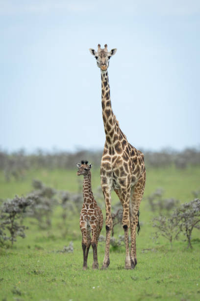 istock Masai giraffe stands with calf among thorns 2187450567