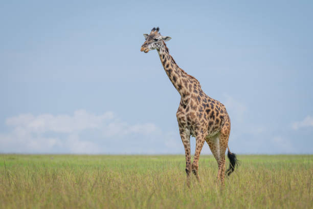 Masai giraffe walks across grassland watching camera