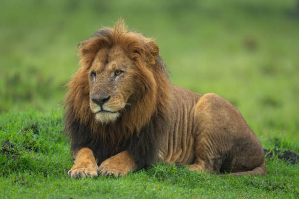 istock One-eyed lion lies looking ahead on grass 2187450766