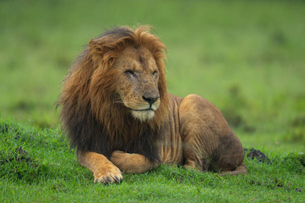 istock One-eyed lion lies turning head on grass 2187450793
