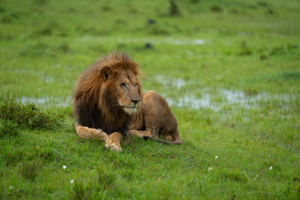 istock One-eyed male lion lying on grassy mound 2187451372