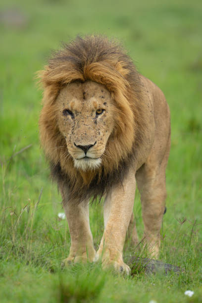 istock One-eyed male lion stands staring towards camera 2187451487