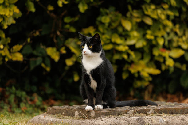 istock Domestic cat in the garden 2187451997