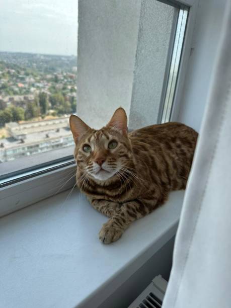 istock Purebred Bengal cat lying on windowsill at home 2187452570