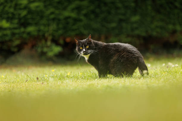 Domestic short-haired cat in the garden