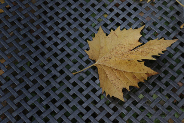 istock Autumn in city 2187454250