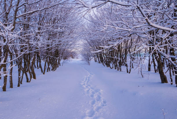 rural road through the winter snowbound forest