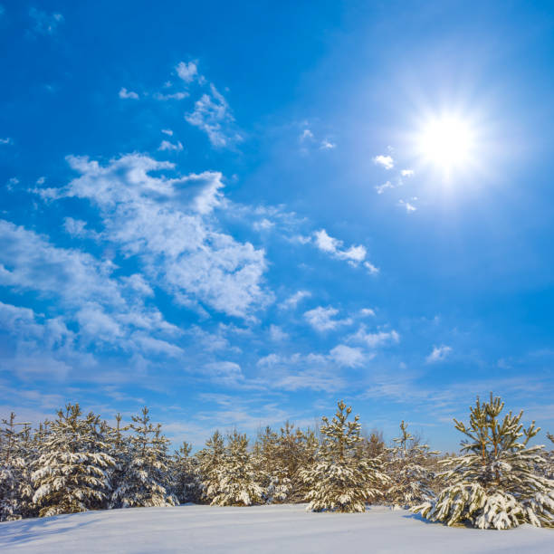 istock winter snowbound fir tree forest in light of sparkle sun 2187454739