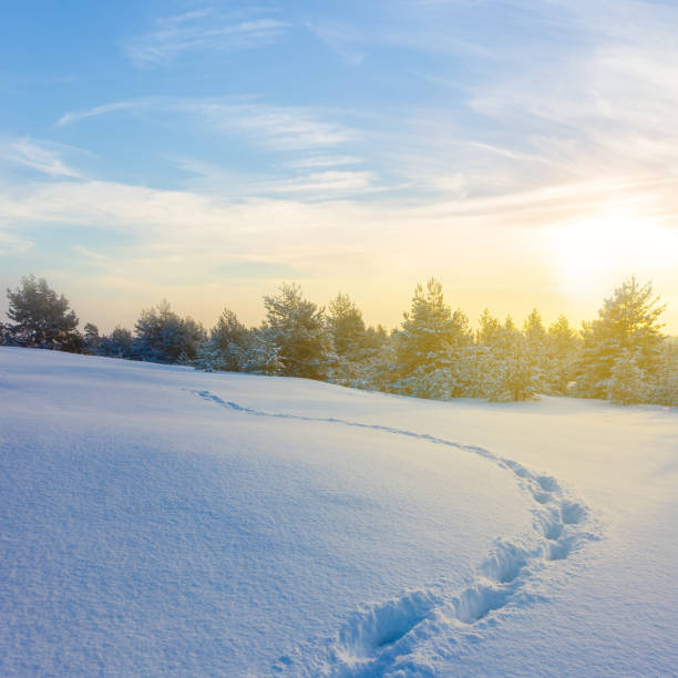 istock snowbound fir forest glade with human track at the sunset 2187455386