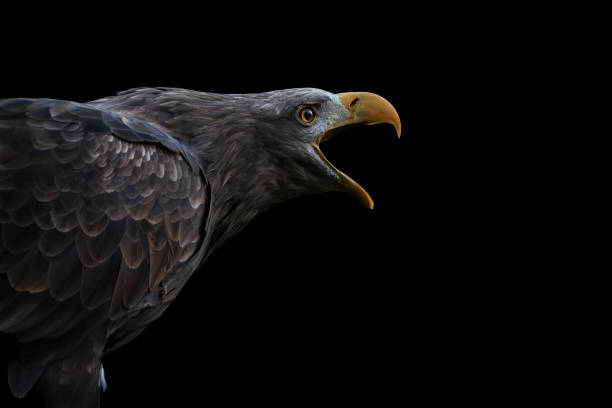 istock Close up side portrait of a crying eagle 2187455908
