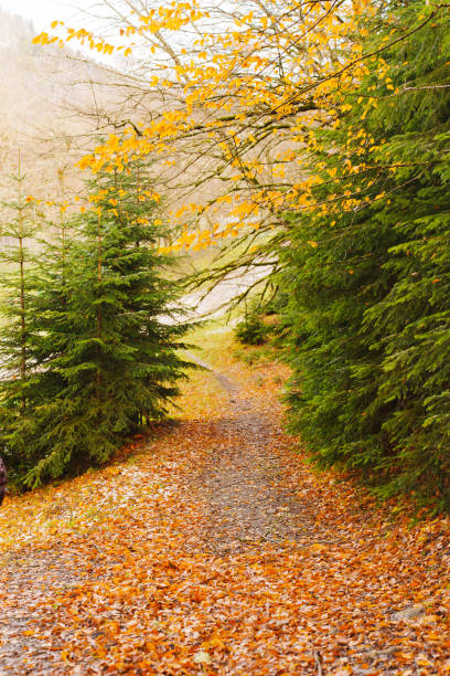 A path covered with autumn leaves between fir trees in the forest. walks away from the city. The beauty of nature.