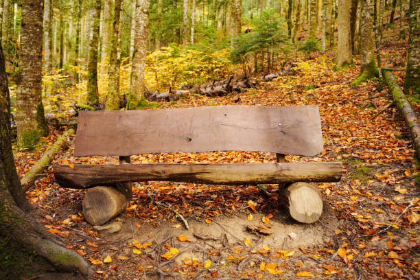 A bench on the path covered with autumn leaves between trees in the forest. walks away from the city. The beauty of nature.