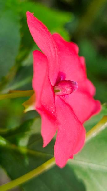 istock Impatiens Sunpatiens Spreading Carmine Red 2187462609