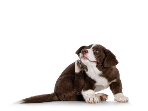 istock Welsh Corgi Cardigan on white background 2187462987